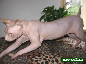 Kanadský SPHYNX s pp nabídka KRYTÍ_1 57058_1.jpg