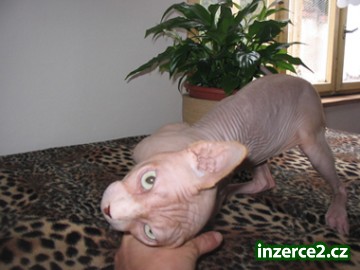 Kanadský SPHYNX s pp nabídka KRYTÍ_2 57058_2.jpg