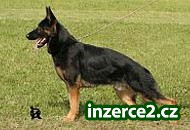 NABIDKA ŠTĚNATEK NO_1 57231_1.jpg