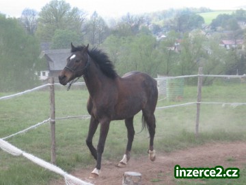 nabízím ježdění_1 57728_1.jpg