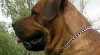 TOSA INU štěňata s PP 58094_t.jpg