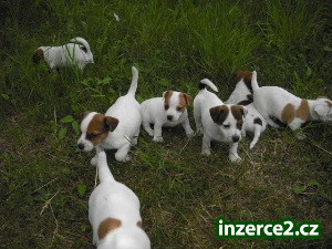 jack russell terier_2 58500_2.jpg