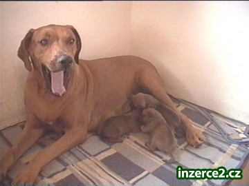 Rhodéský ridgeback_1 58510_1.jpg