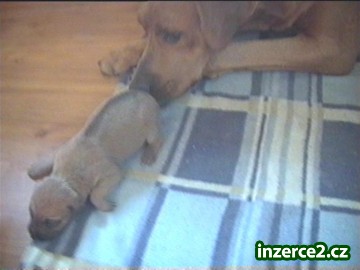 Rhodéský ridgeback_2 58510_2.jpg