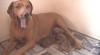Rhodéský ridgeback 58510_t.jpg