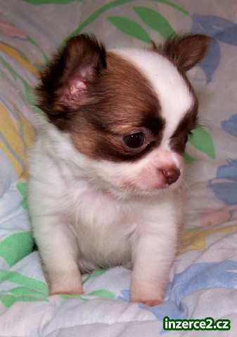 Rozkošný Chihuahua Štěňata připravenosti k přijetí_1 59336_1.jpg
