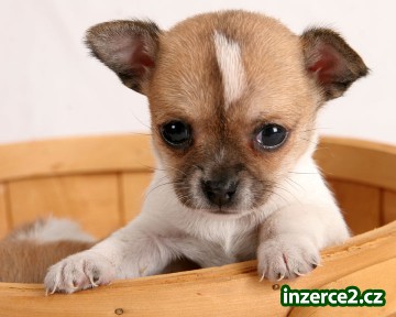 Rozkošný Chihuahua Štěňata připravenosti k přijetí_2 59336_2.jpg