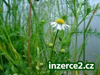 Skvělý přivýdělek_1 60089_1.jpg