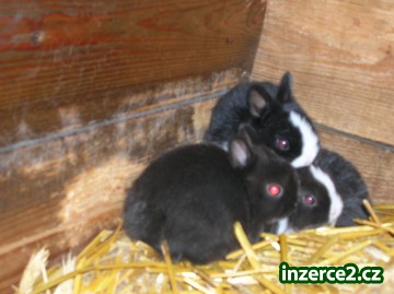 mini zakrslý králíčci_1 60873_1.jpg