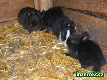 mini zakrslý králíčci_2 60873_2.jpg