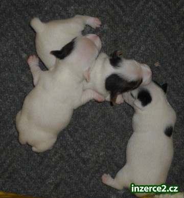 jack russel terier_2 61111_2.jpg