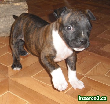 americký pitbullterier_1 61112_1.jpg