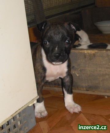americký pitbullterier_2 61112_2.jpg