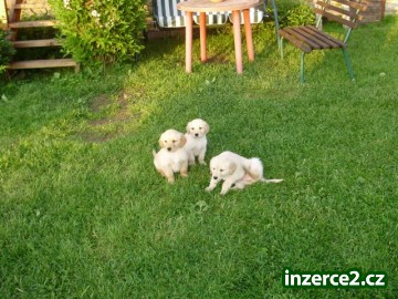 Zlatý Retriever_1 61668_1.jpg