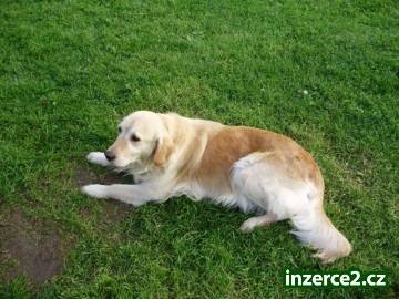 Zlatý Retriever_2 61668_2.jpg