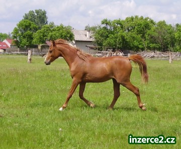 Arabský plnokrevník_1 62876_1.jpg