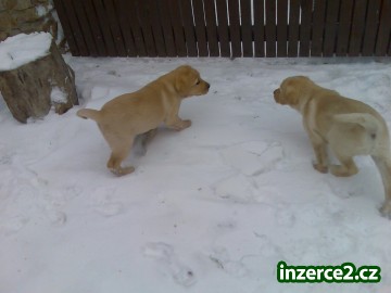 Prodám štěňata labradorského retrívra_2 6299_2.jpg
