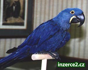 63306_1.jpg
