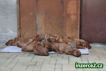 Štěňatka Rhodesian Ridgeback_1 63373_1.jpg