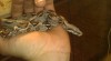 Boa , Python curtus breitensteini, regius 63615_t.jpg