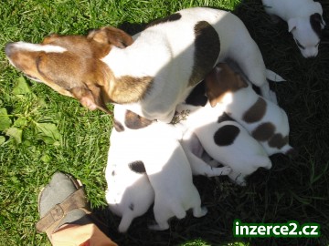 jack russel terier_1 63726_1.jpg