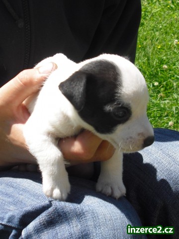 jack russel terier_1 63727_1.jpg