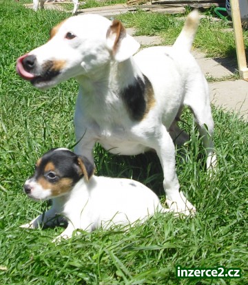 jack russel terier_2 63727_2.jpg