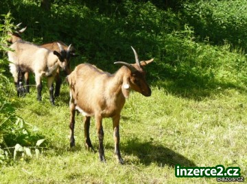 kozu a kozlíka_1 63751_1.jpg