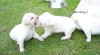 Labrador retrívr 64029_t.jpg