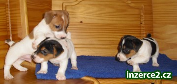 jack russel terier_1 64677_1.jpg