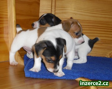jack russel terier_2 64677_2.jpg