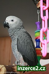 afrických Grey papoušci_2 64689_2.jpg