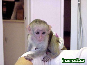 Rozkošný a perfektní Baby kapucín opice pro přijetí_2 65367_2.jpg