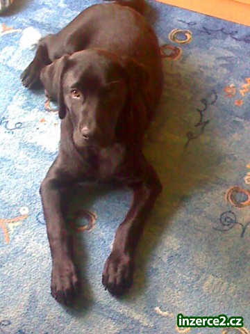 labradorský retrívr_2 65480_2.jpg