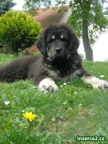 Tibetská doga štěně s PP_2 65580_2.jpg