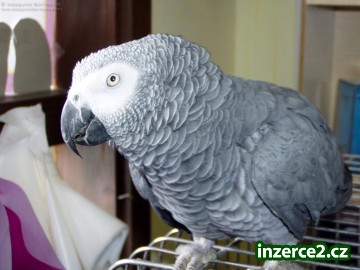 Africký šedý papoušek pro přijetí do domovů jen dobré_2 65830_2.jpg