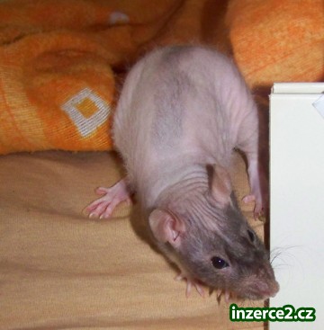 LEVNĚ PRODÁM MLÁĎATA POTKANŮ, FUZZ I DUMBO, I KLASICKÉ VARIETY OD SRPNA 2009_1 65877_1.jpg
