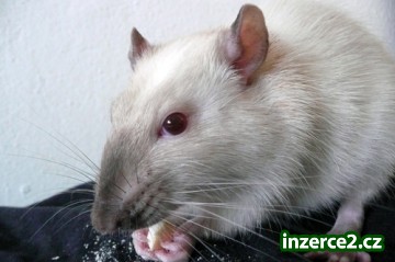 LEVNĚ PRODÁM MLÁĎATA POTKANŮ, FUZZ I DUMBO, I KLASICKÉ VARIETY OD SRPNA 2009_2 65877_2.jpg