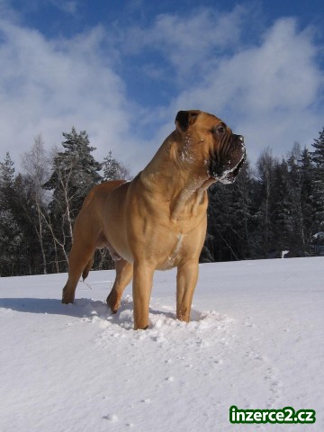 bulmastif - krytí_1 6594_1.jpg
