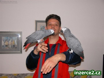 krásné africké šedá papoušek pro přijetí_1 66025_1.jpg