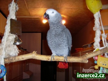 Africké Gray papoušci_1 66807_1.jpg