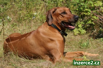 VENČENÍ A HLÍDÁNÍ PEJSKŮ_1 67345_1.jpg