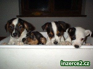 Jack Russell Terrier_1 6743_1.jpg