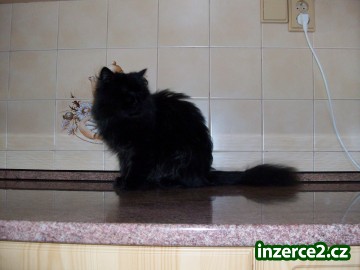 Daruji Perskou Kočku_1 67791_1.jpg