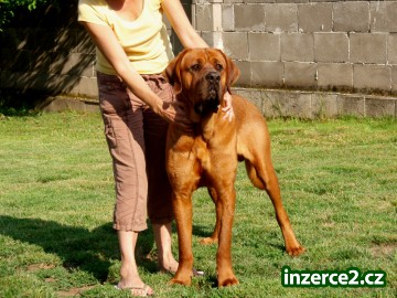 TOSA INU záznamy na štěňata s PP_1 67967_1.jpg