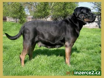 TOSA INU záznamy na štěňata s PP_2 67967_2.jpg