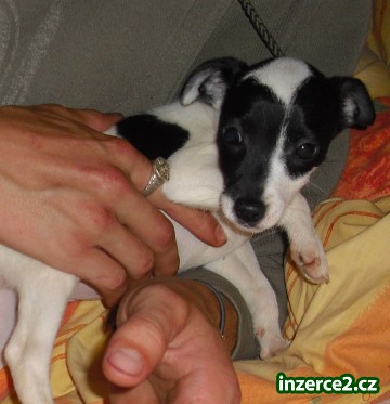 jack russel terier_1 68343_1.jpg