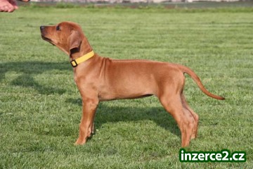 Rhodesian Ridgeback štěňata_1 69090_1.jpg