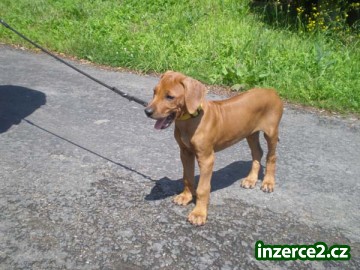 Rhodesian Ridgeback štěňata_2 69090_2.jpg