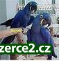 zdravě a dobře vyškolených papoušci papoušek hyacint pro přijetí._1 70020_1.jpg